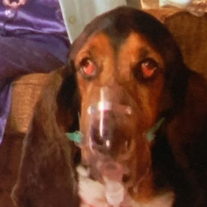 Meet your Posher, Alex